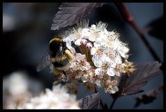 Fleissige Hummel