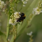 fleißige Hummel