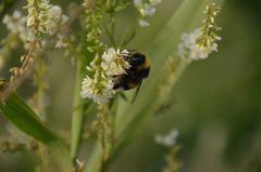 fleißige Hummel