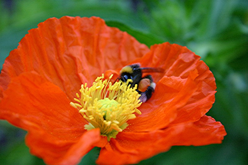 Fleißige Hummel