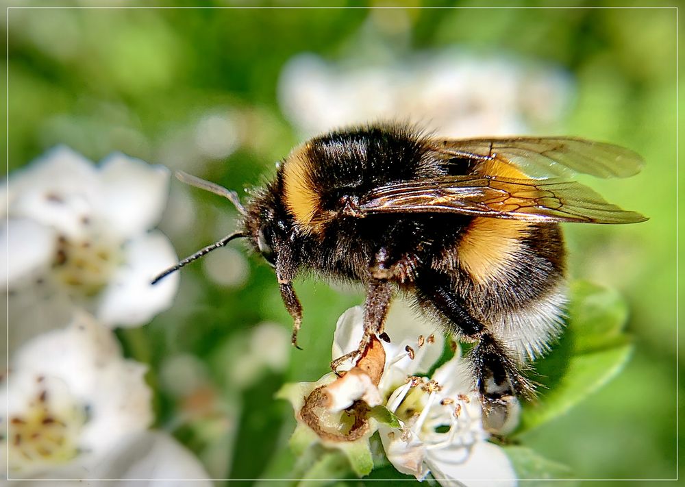 fleißige Hummel