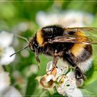 fleißige Hummel