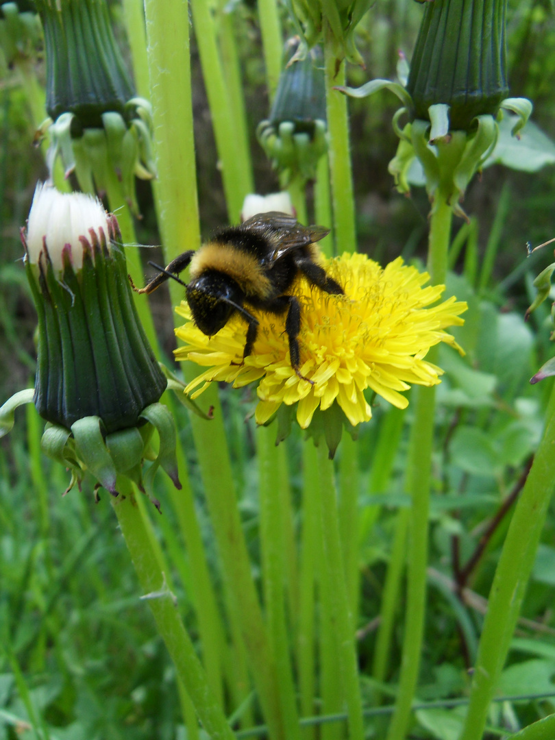 Fleißige Hummel