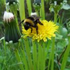 Fleißige Hummel