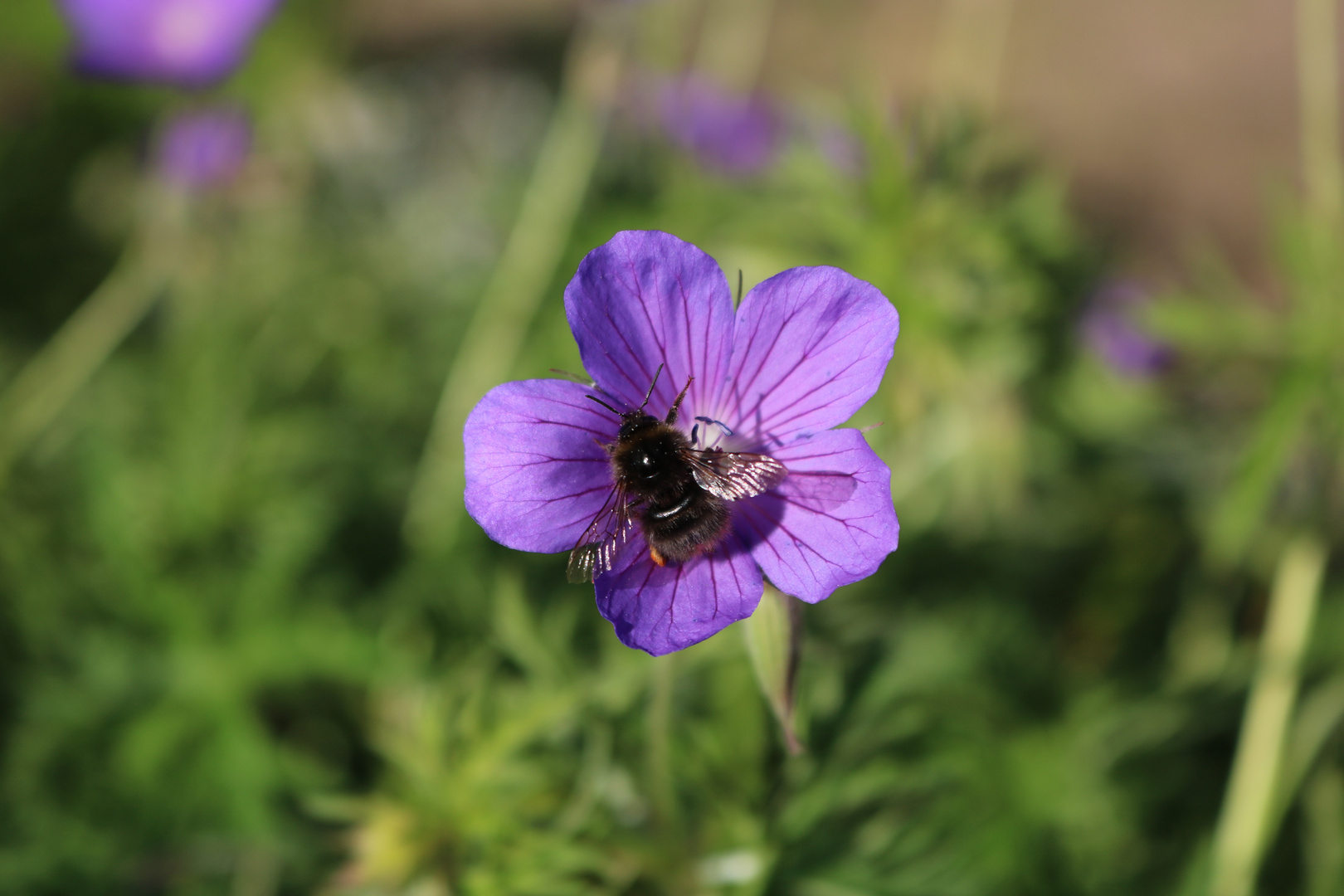 fleißige Hummel