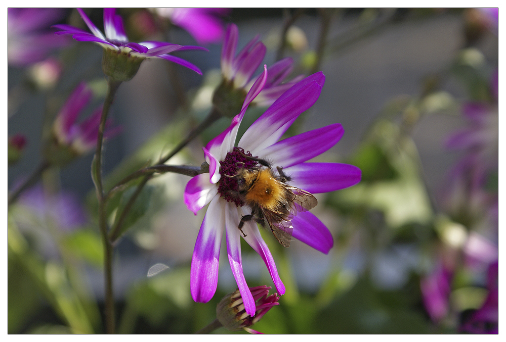 Fleißige Hummel