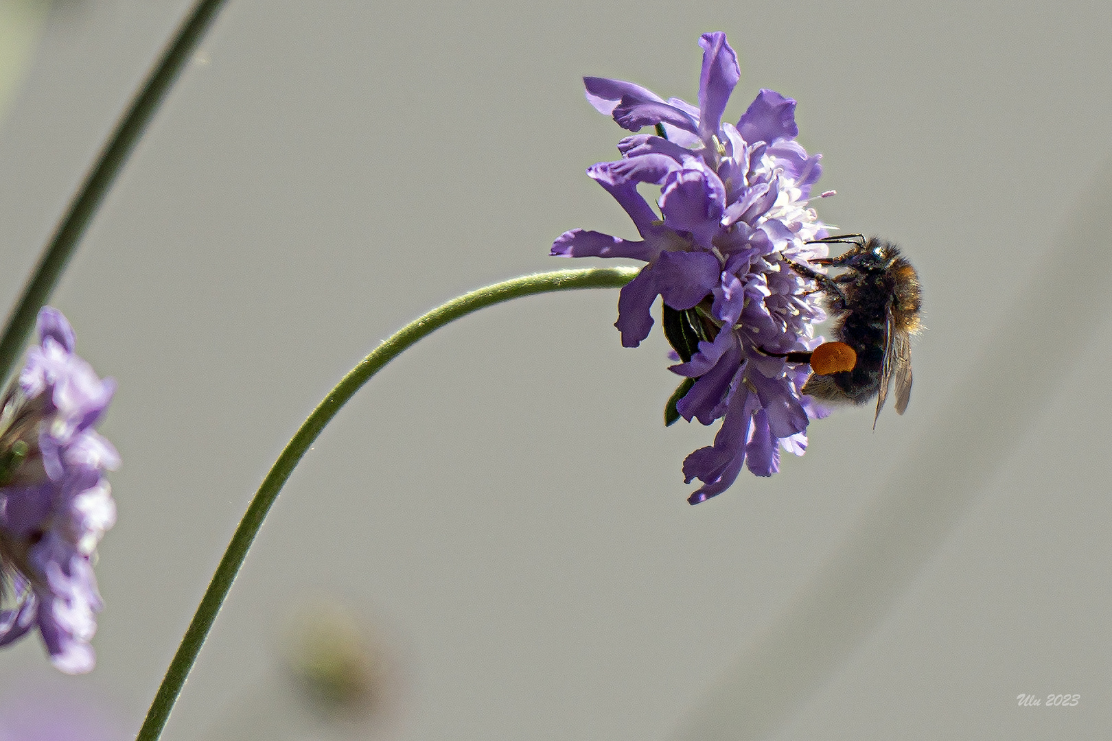 Fleißige Hummel