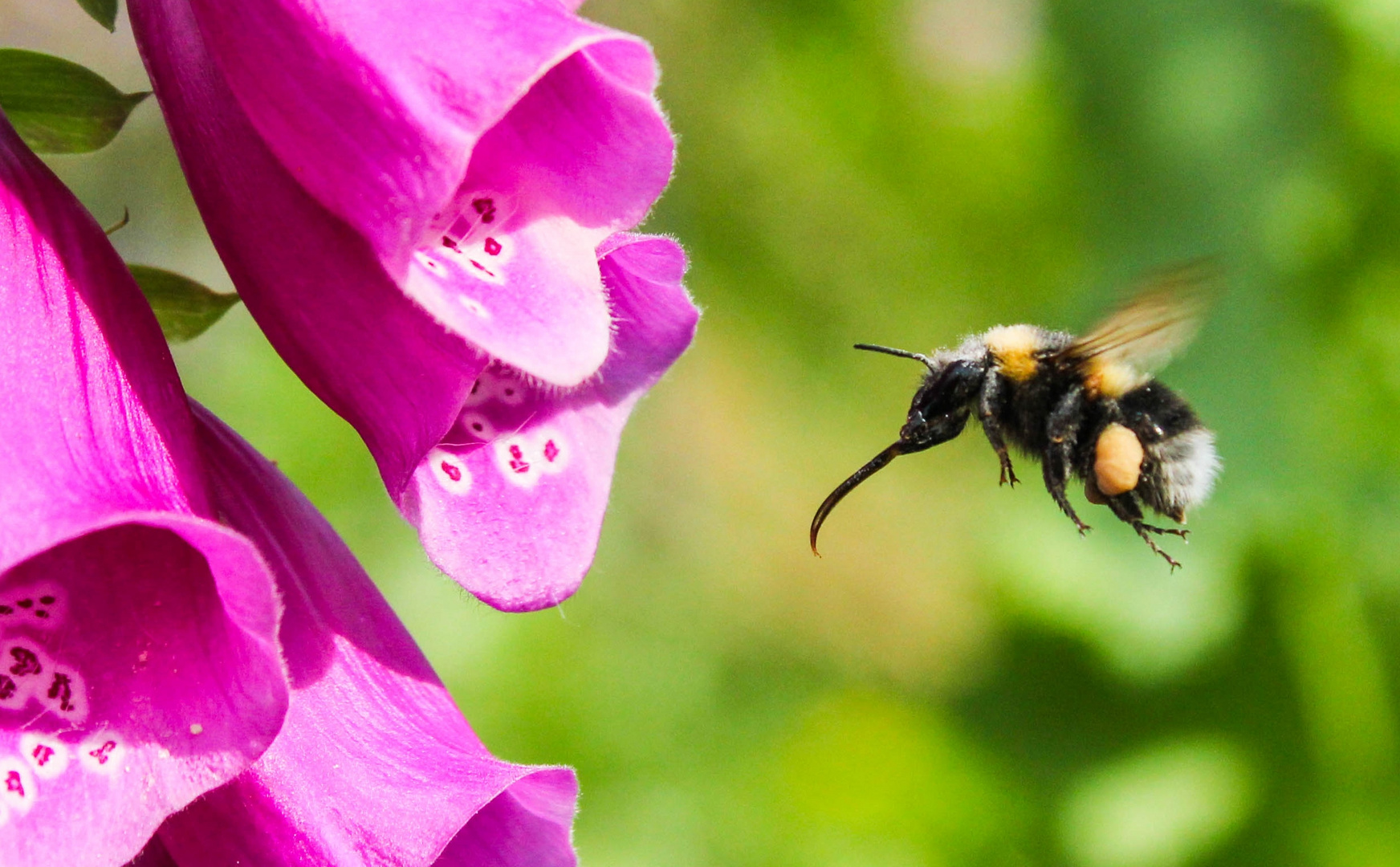 Fleißige Hummel