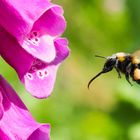 Fleißige Hummel