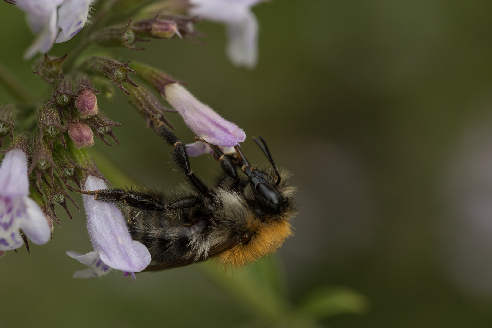 fleißige Hummel