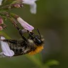 fleißige Hummel