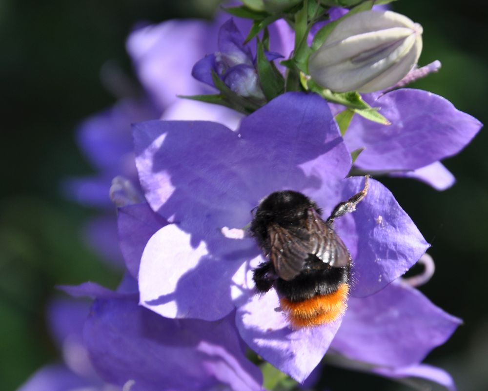 Fleissige Hummel