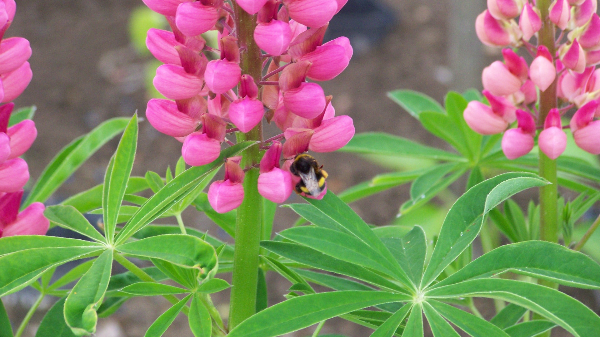 Fleißige Hummel an Lupine /le bourdon sur le lupin