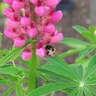 Fleißige Hummel an Lupine /le bourdon sur le lupin