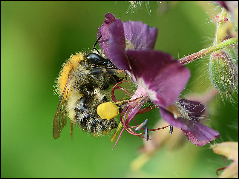 Fleißige Hummel an Storchschnabel