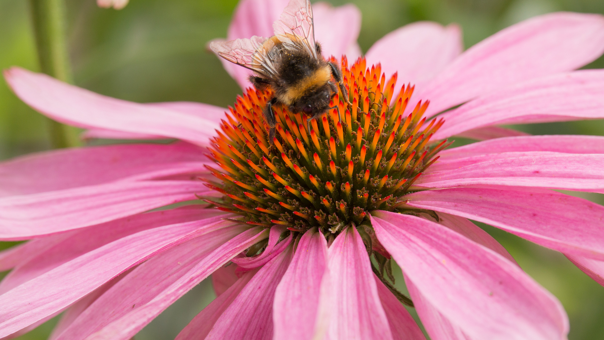 Fleissige Hummel auf Echinacea