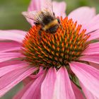 Fleissige Hummel auf Echinacea