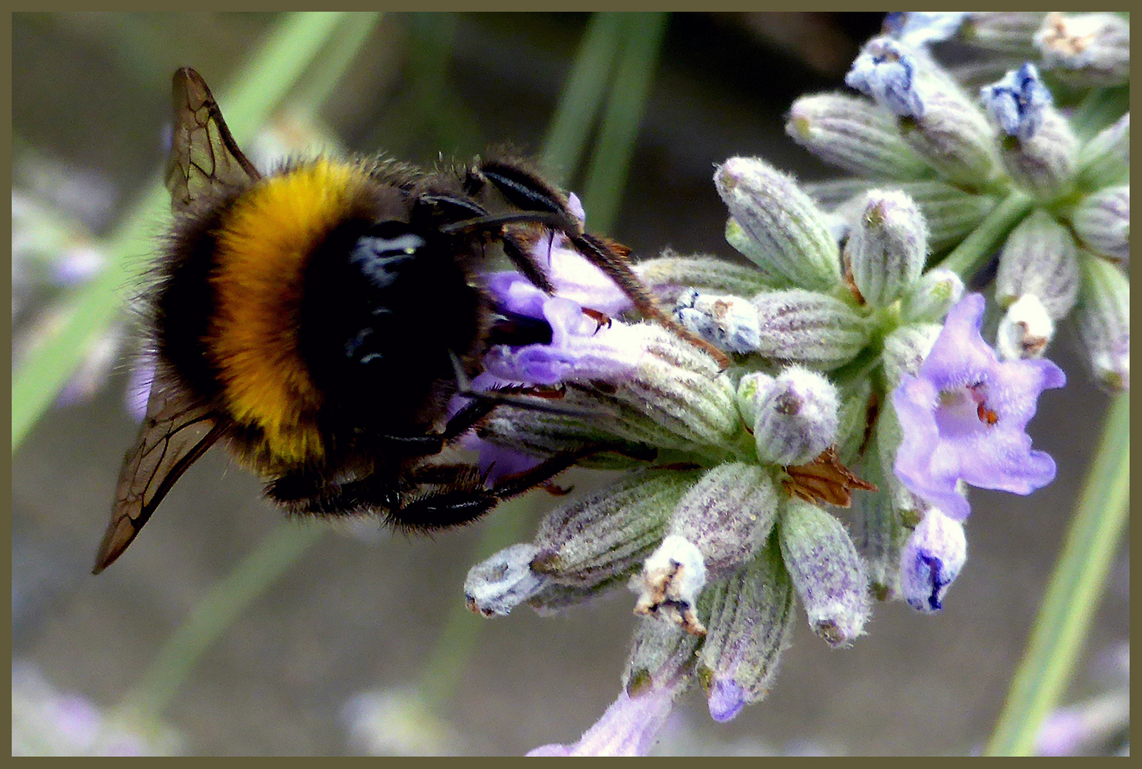 Fleißige Hummel auf Lawendelblüten