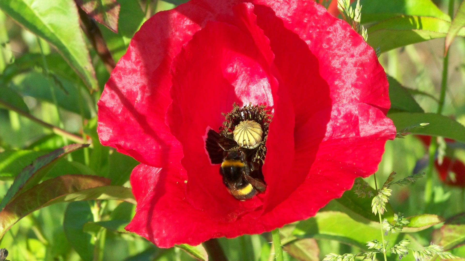 Fleißige Hummel auf Mohn / le bourdon sur le pavot