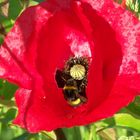 Fleißige Hummel auf Mohn / le bourdon sur le pavot