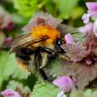 Fleissige Hummel auf Taubnesselblüten.