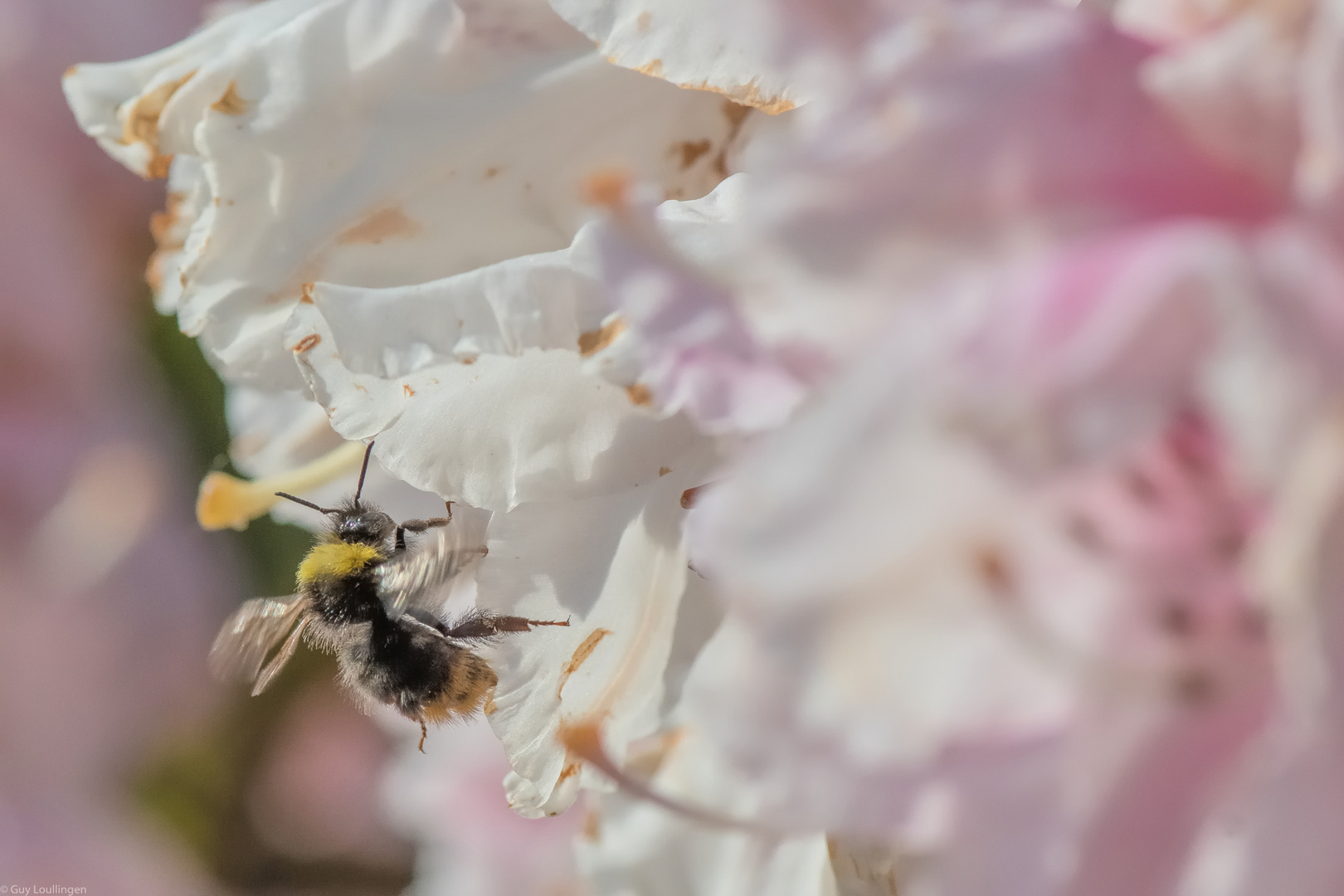 fleißige Hummel