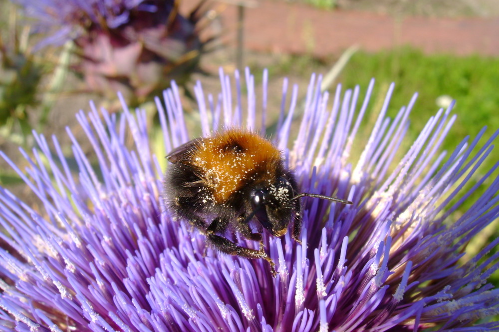 Fleißige Hummel