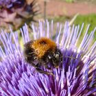 Fleißige Hummel