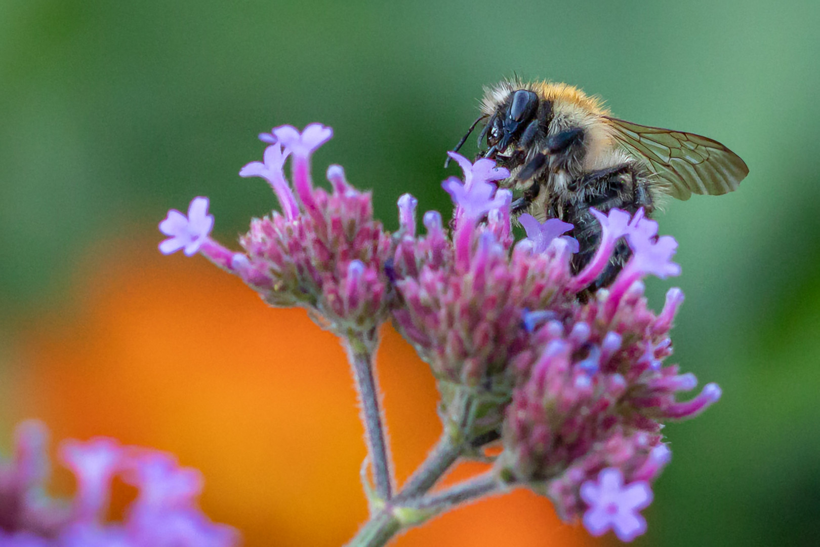 Fleißige Hummel