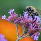 Fleißige Hummel