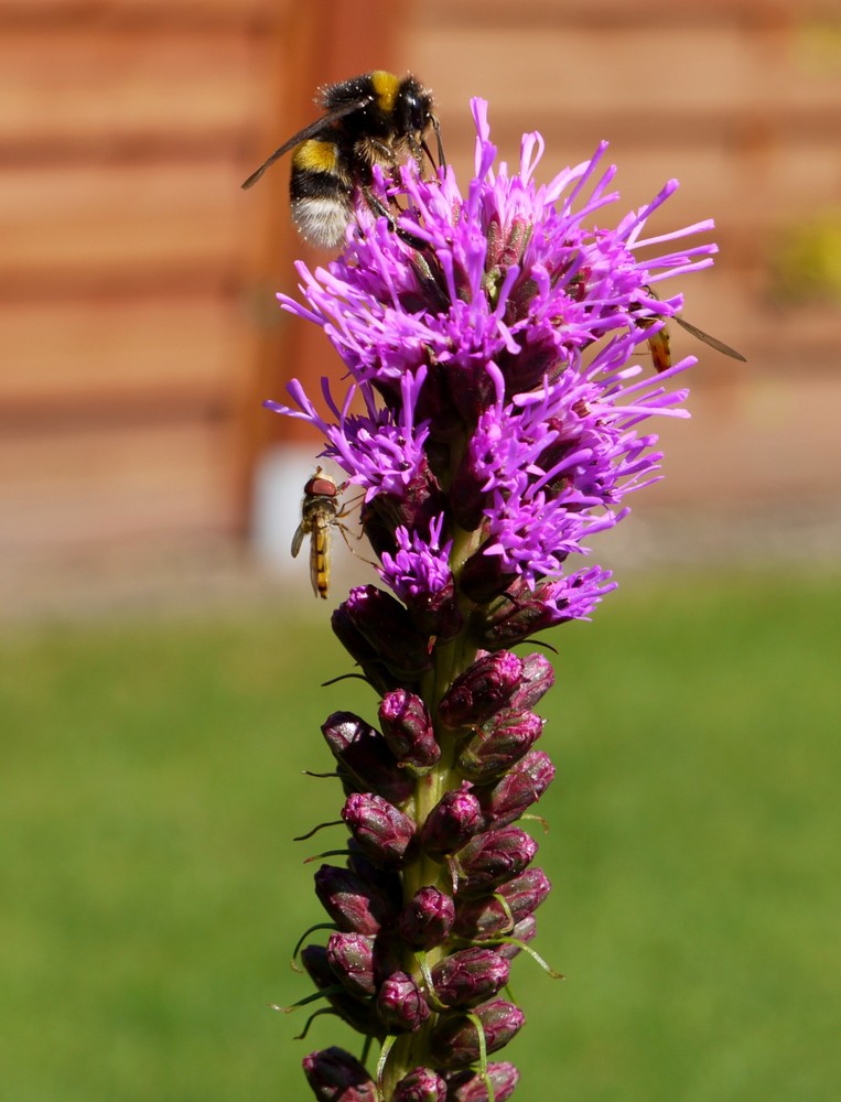 Fleissige Hummel