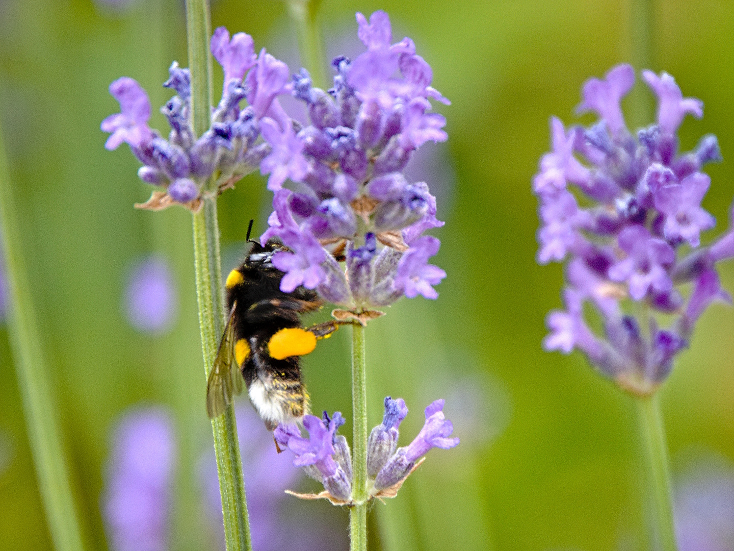 Fleissige Hummel