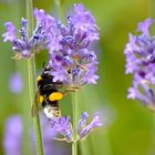 Fleissige Hummel