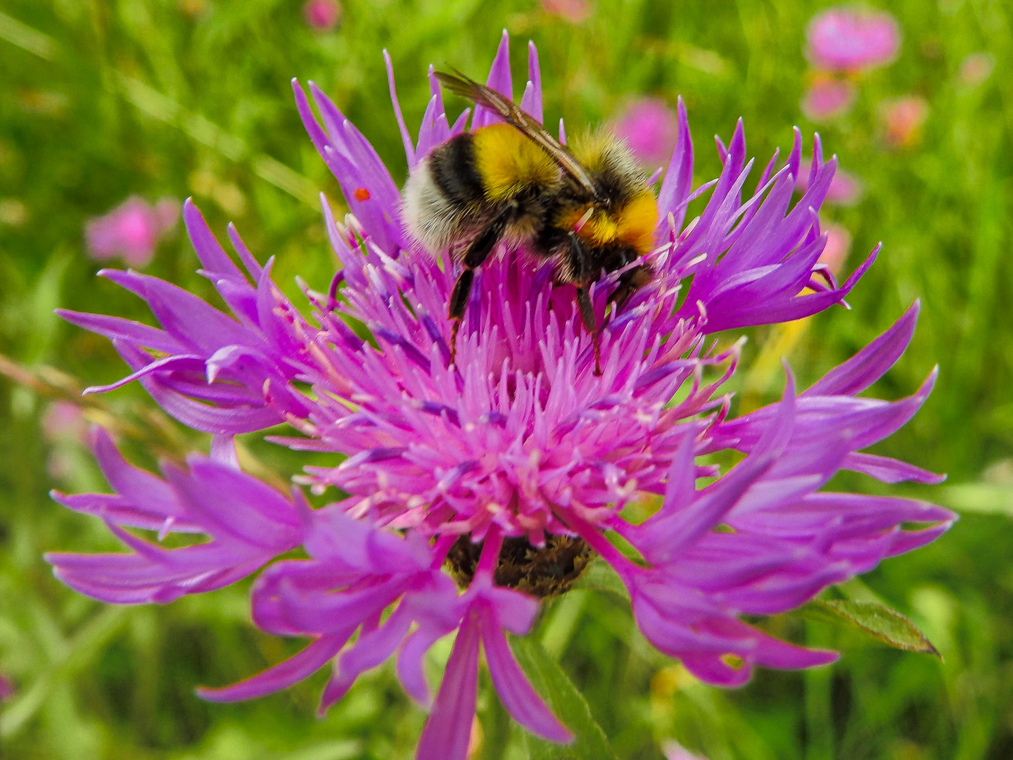 Fleißige Hummel !