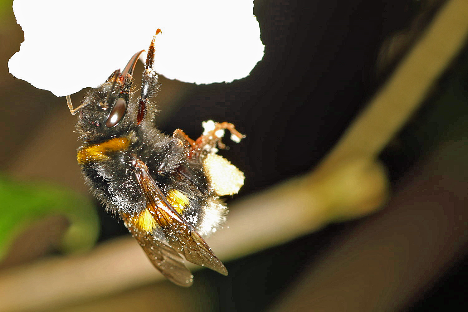 fleißige Hummel