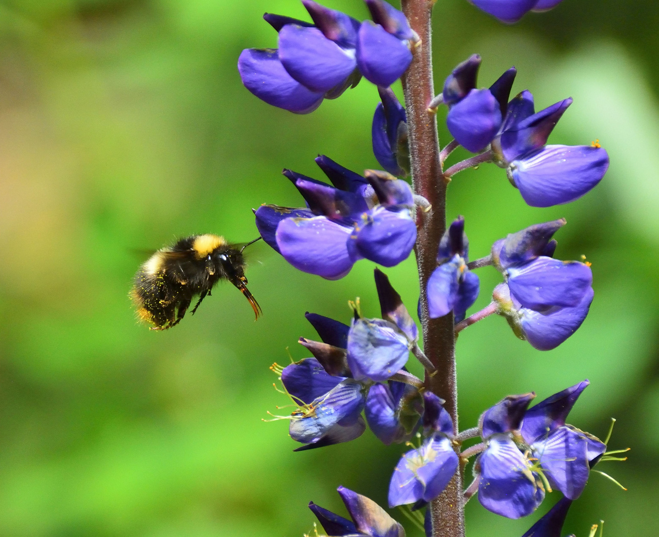 Fleißige Hummel bei ihrer Arbeit" erwischt