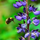 Fleißige Hummel bei ihrer Arbeit" erwischt