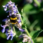 Fleissige Hummel beim Nektar sammeln