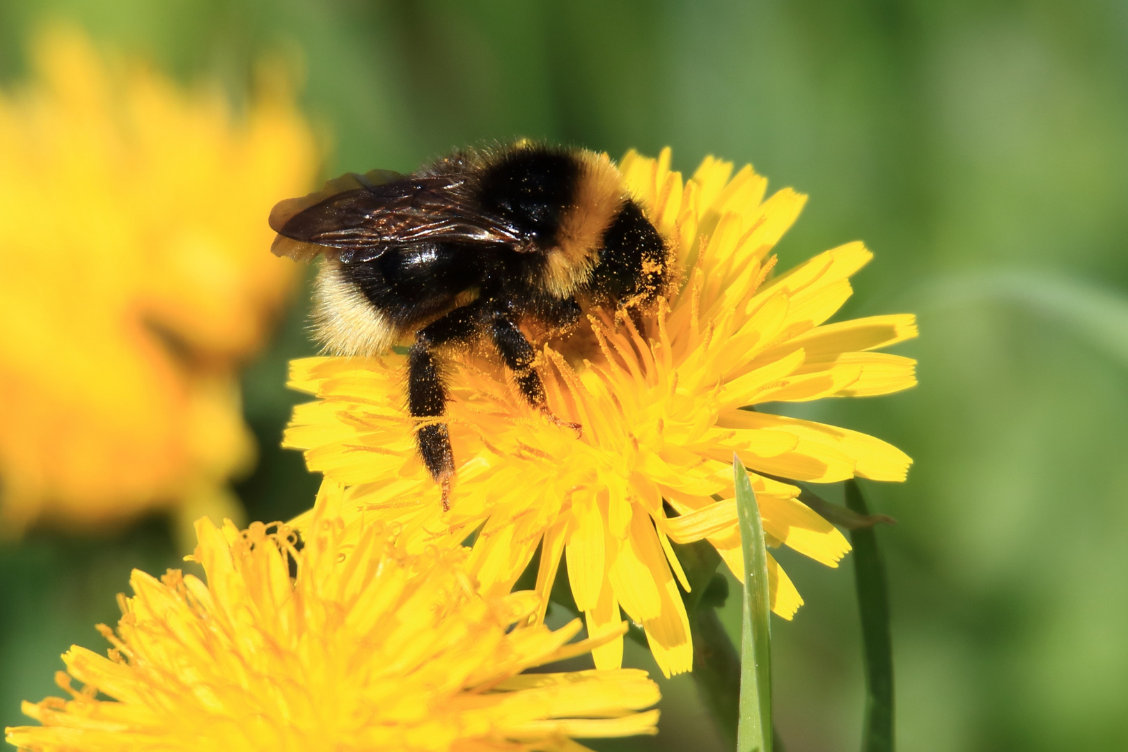 Fleißige Hummel