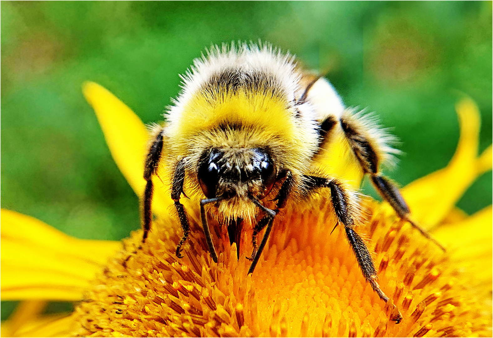 fleißige Hummel 