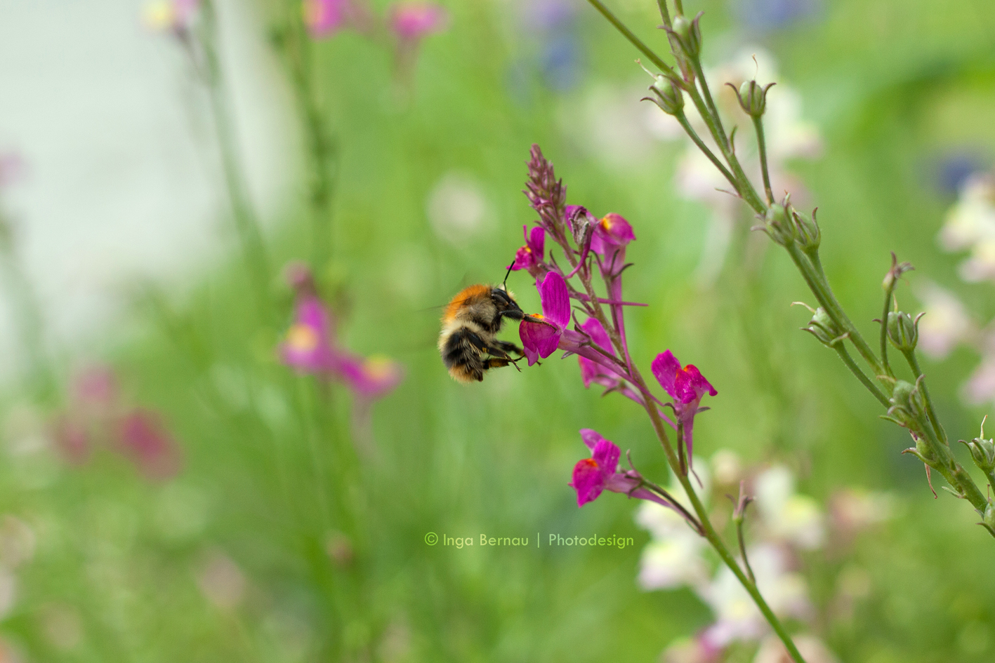 Fleißige Hummel