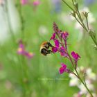 Fleißige Hummel