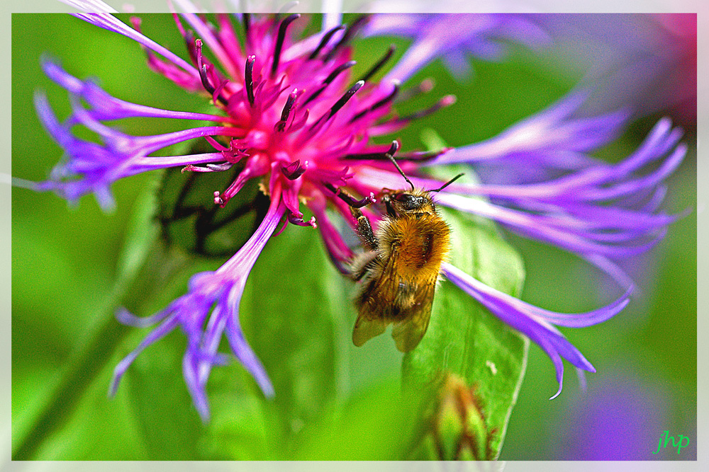 Fleißige Hummel!