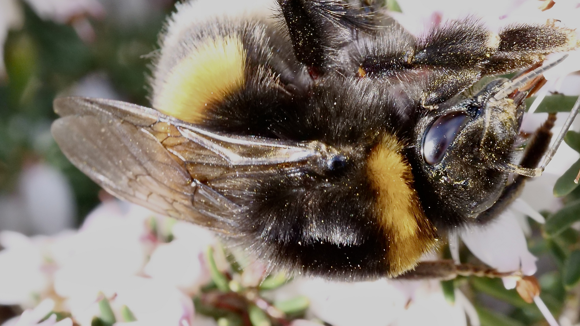 fleißige Hummel