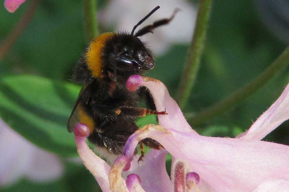 Fleißige Hummel