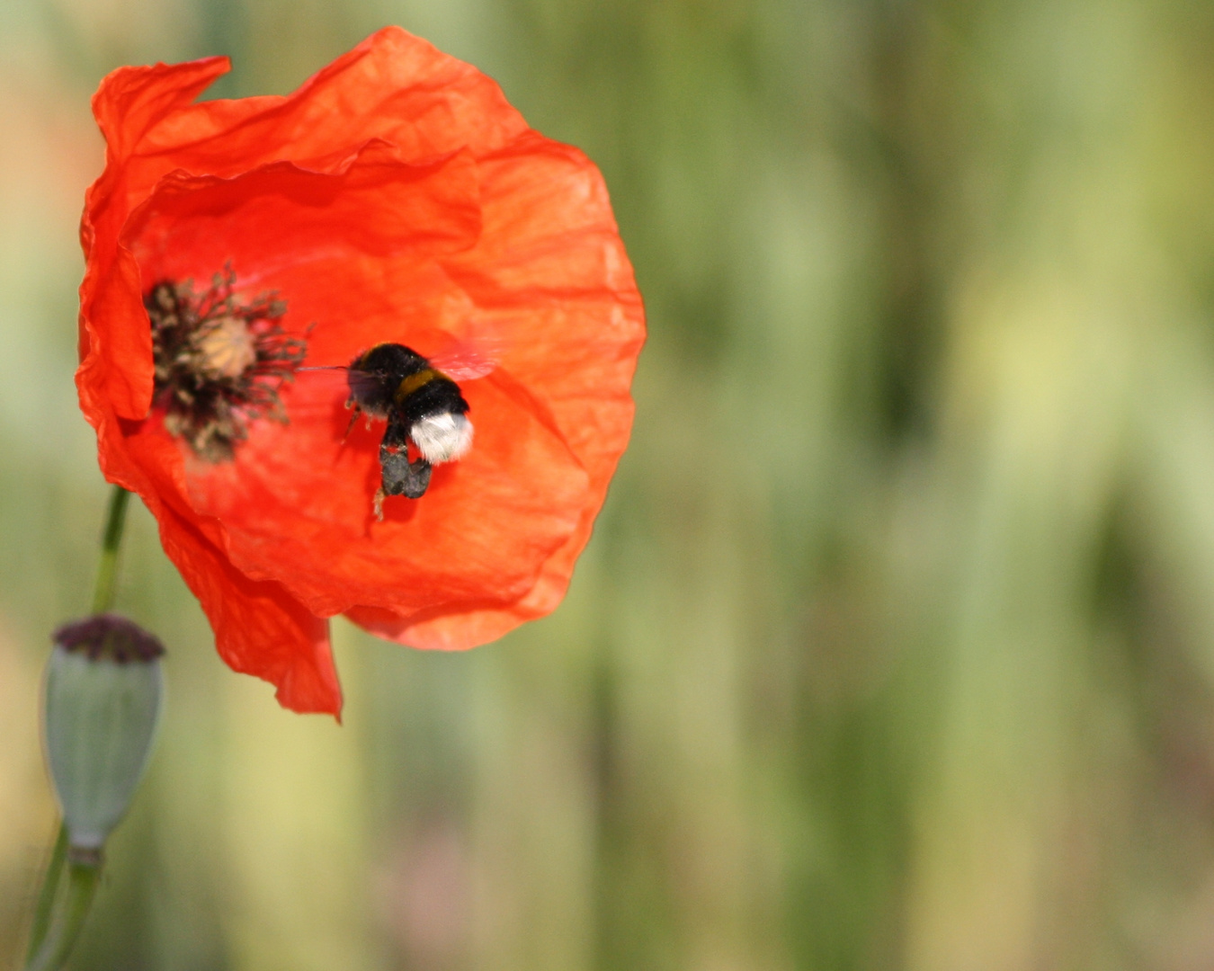 fleißige Hummel....