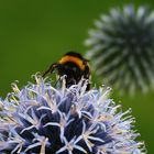 fleissige Hummel