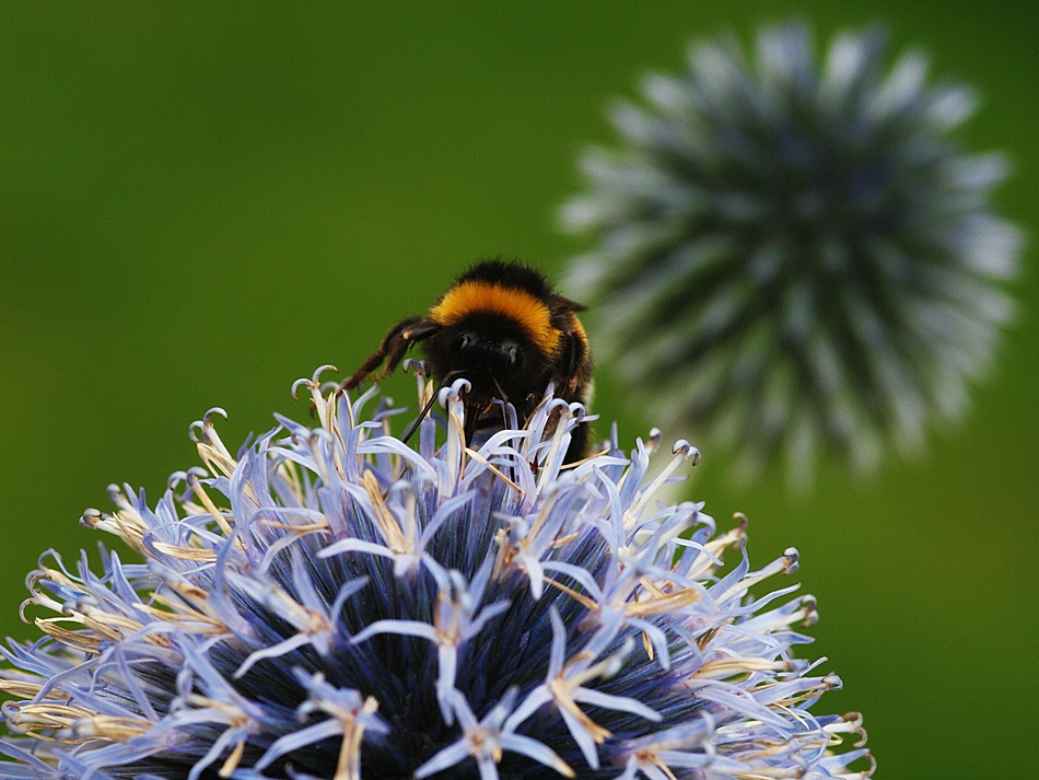 fleissige Hummel