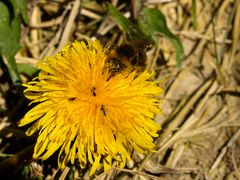 *fleißige Hummel*