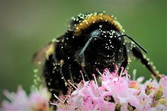 Fleißige Hummel